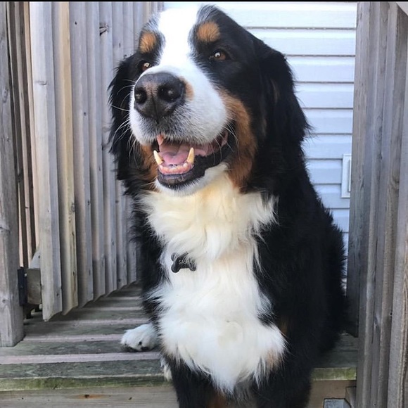 Meet your Posher, Chi-lan - Picture 1 of 1